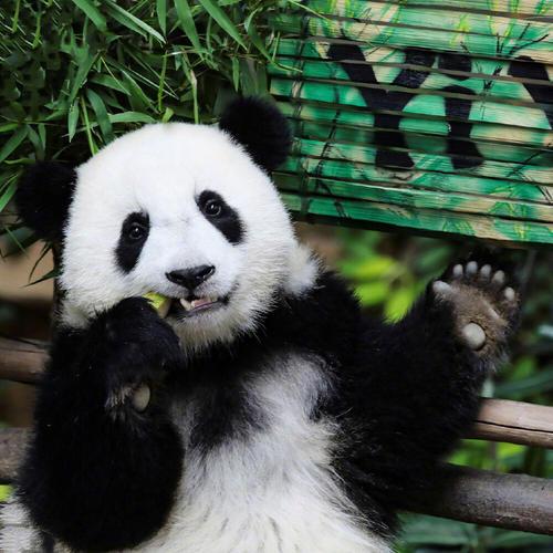 系统管理员