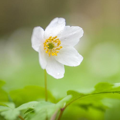 长安一夜尽落花