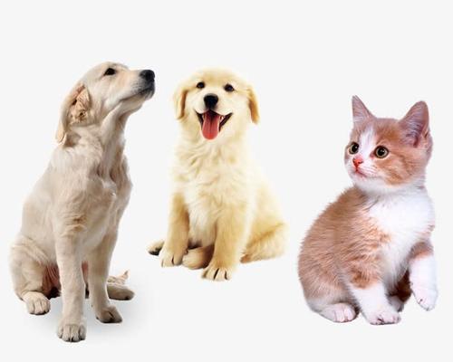 嘟嘟猫