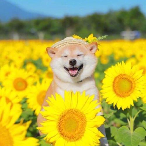 人穷脸丑农村户口