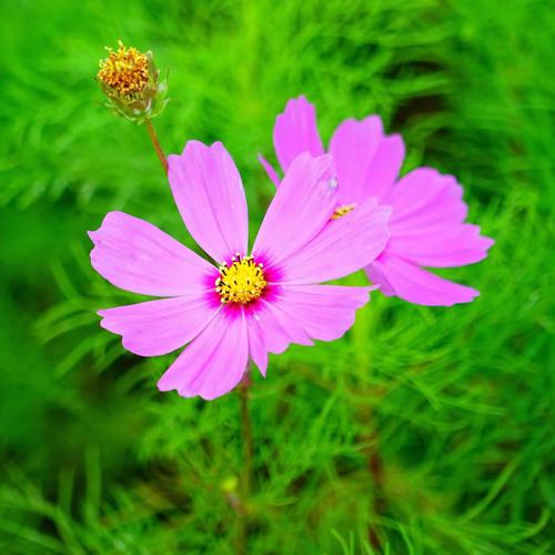 此生老死花酒间