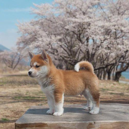 遥遥万里
