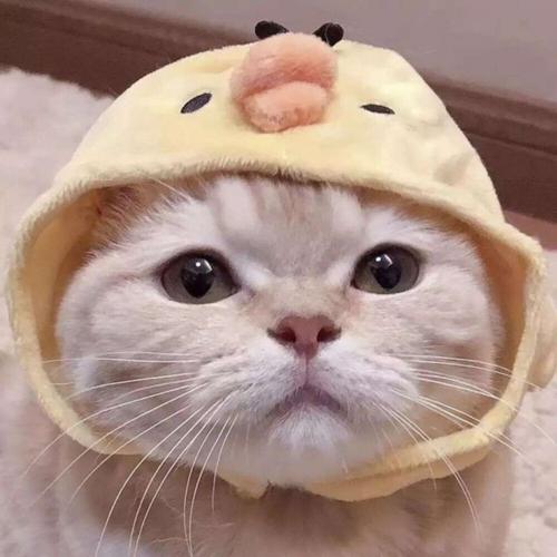 系统管理员